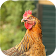 Chickens Magazine icon