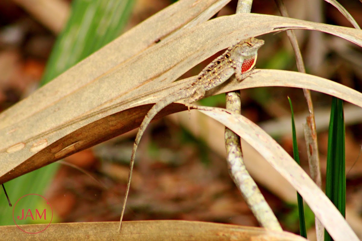 Brown Anole