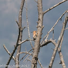 Hoopoe; Abubilla