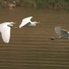 Cattle Egret