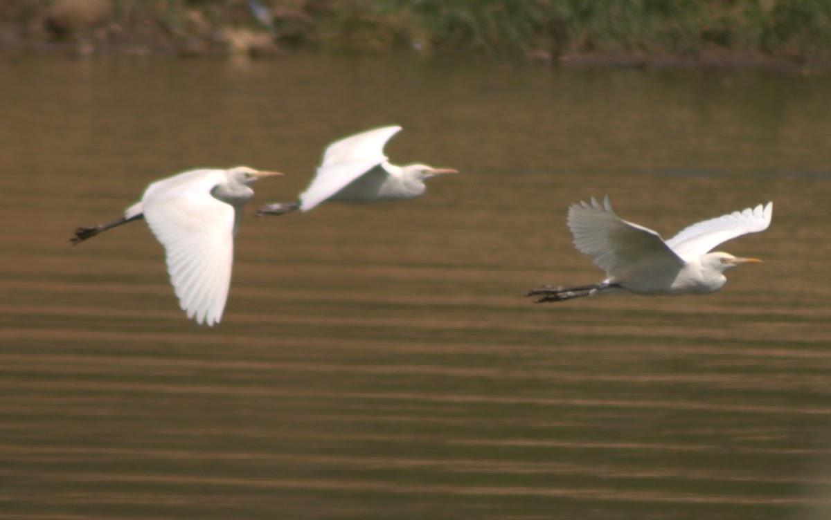 Cattle Egret