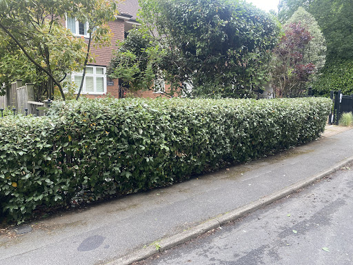 After Hedge Image. 