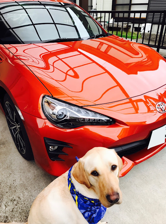 クラウンセダンの愛犬と一緒に・ラブラドール・レトリーバー・犬と車・もうすぐ車検・クラウンのある生活に関するカスタム事例の投稿画像4枚目