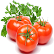 Download Tomato-IFC For PC Windows and Mac