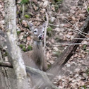 White-tailed Deer