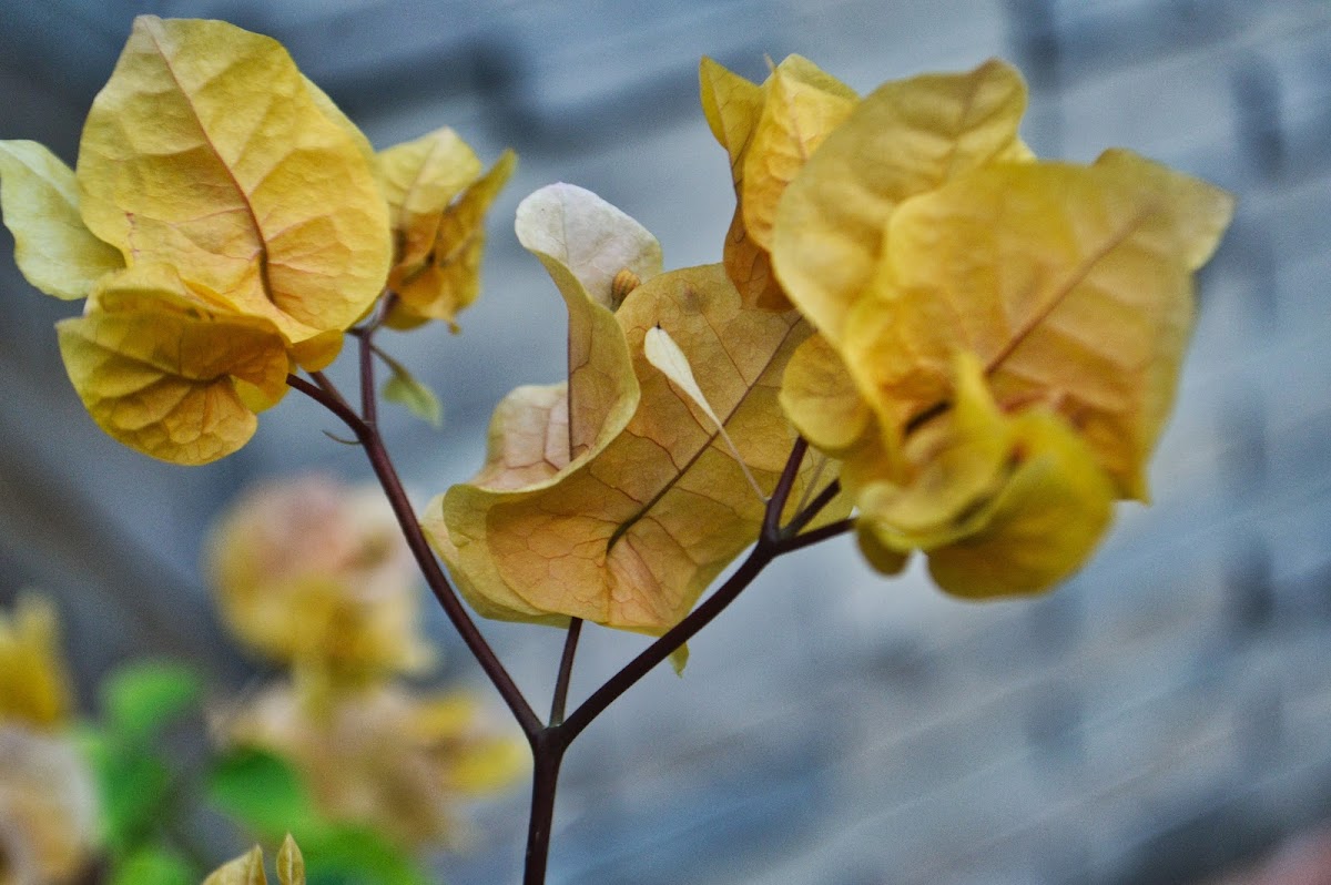 Bougainvillea