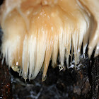 Lion's Mane Fungus