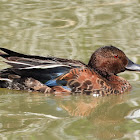 Cinnamon teal (male)