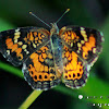 Phaon Crescent Butterfly