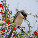 Southern Grey Shrike