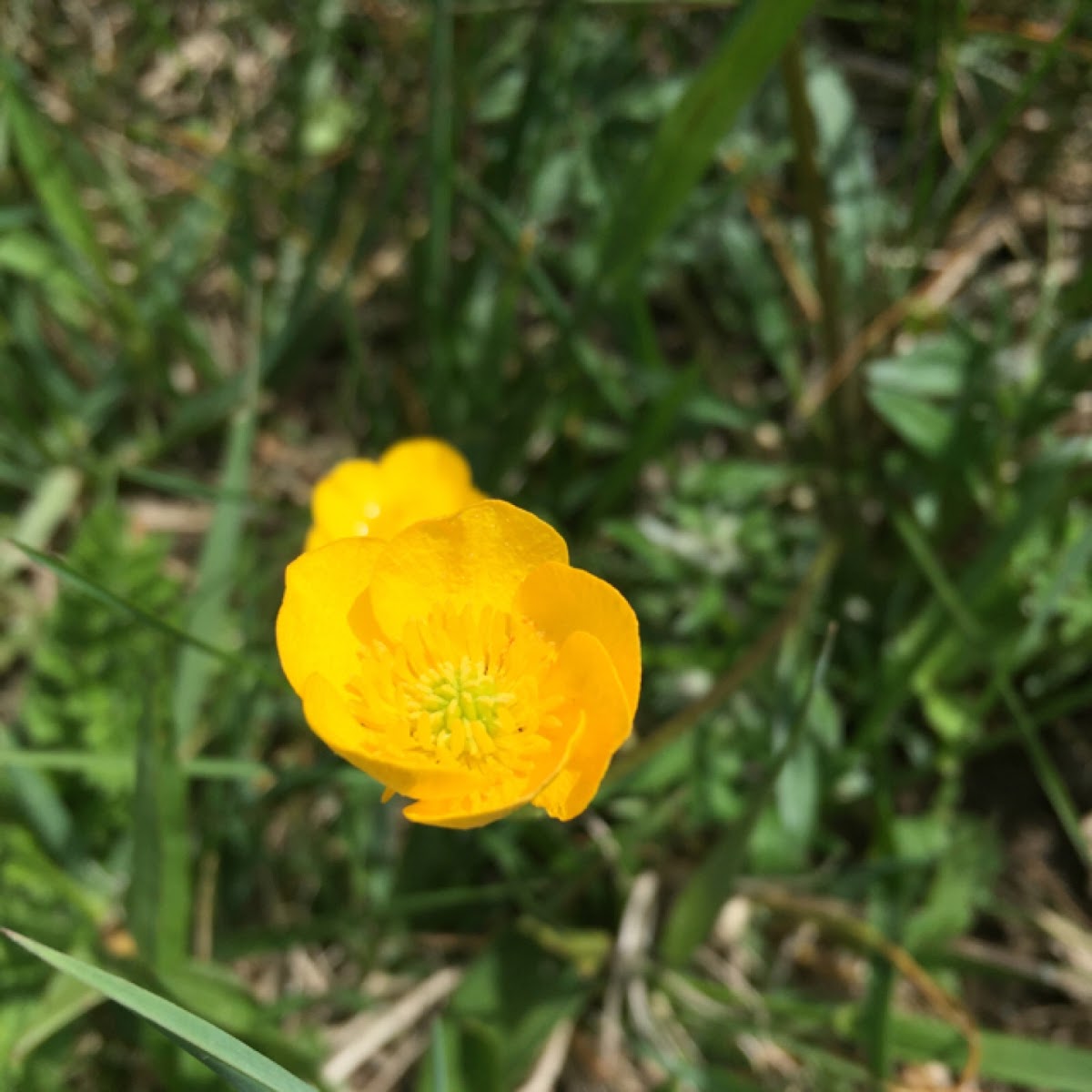 Bulbous Buttercup