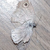 African ringlet/Common three-ring