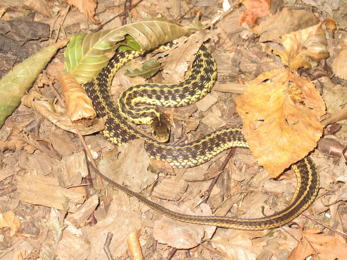 Common Garter Snake