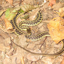 Common Garter Snake