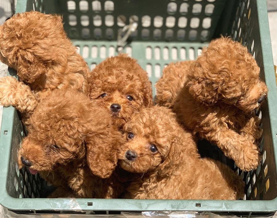 Những em Poodle con xinh xắn