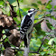 Downy Woodpecker (Male)