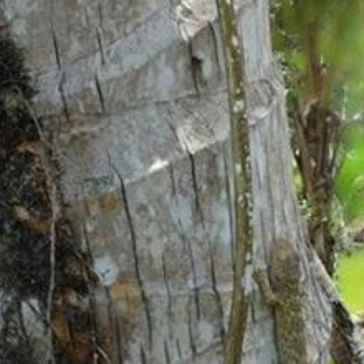 tokay gecko; toko