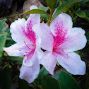 Azalea Rhododendron sp.