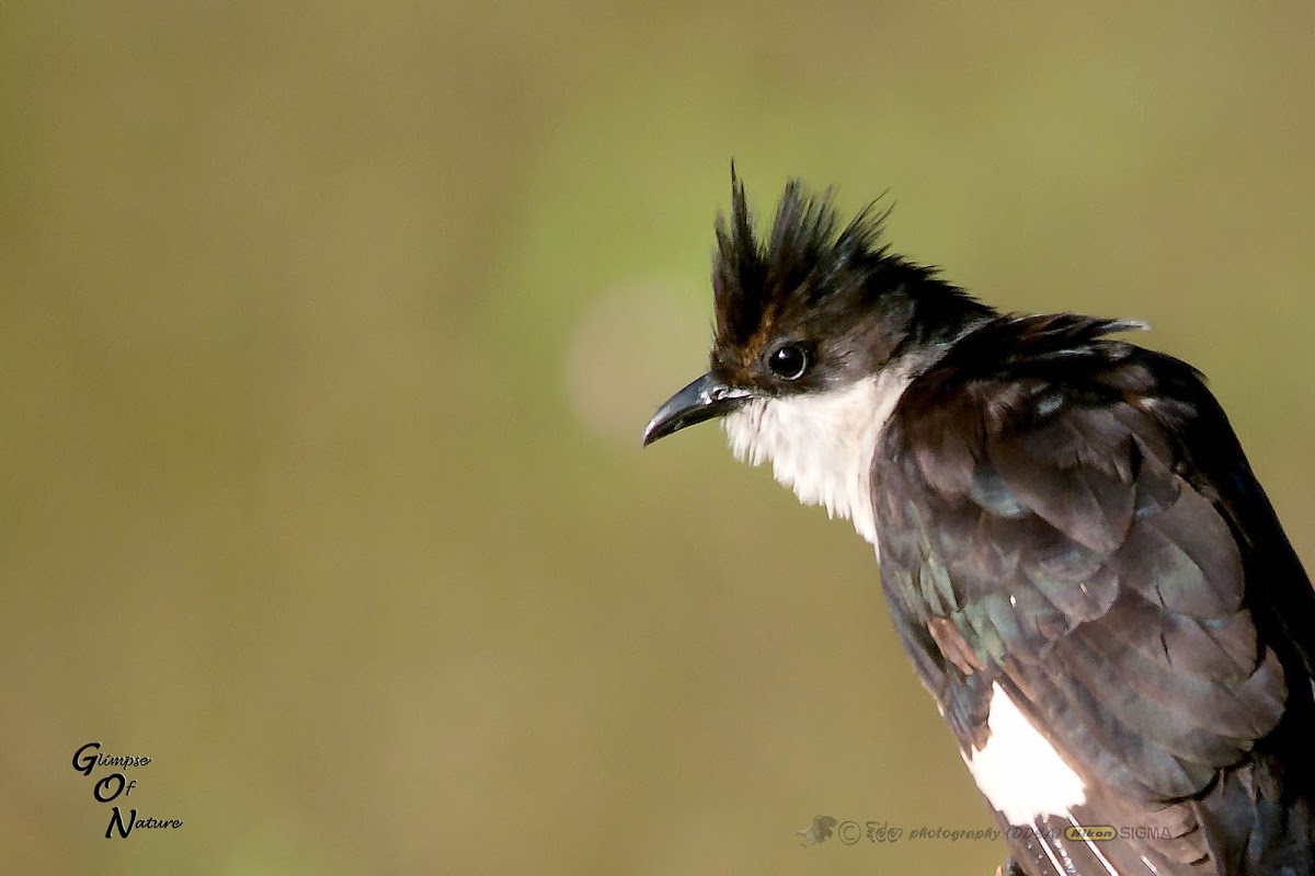 PIED CUCKOO / CRESTED CUCKOO / JACOBIN CUCKOO