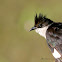 PIED CUCKOO / CRESTED CUCKOO / JACOBIN CUCKOO