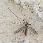 Crane Fly