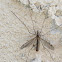 Crane Fly