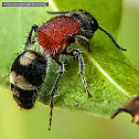 Female Velvet Ant