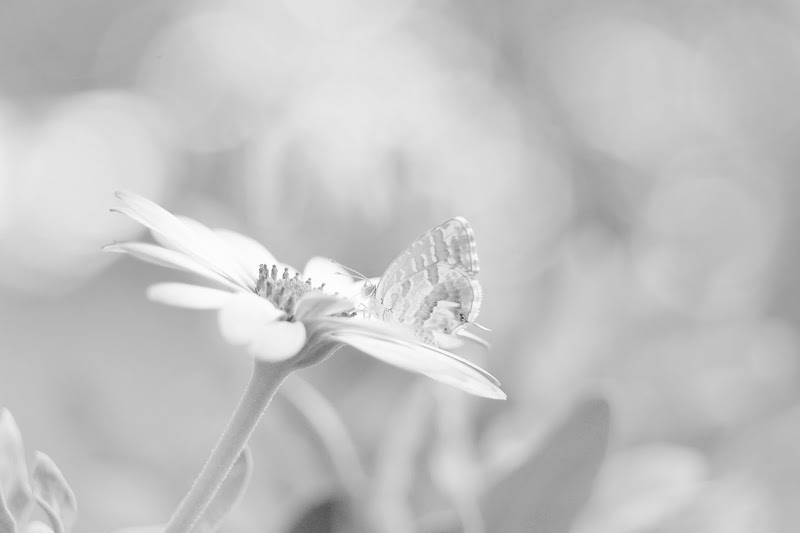 Nel mio giardino di Furlissima