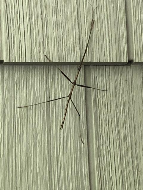 Stick Bug