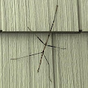 Stick Bug