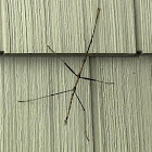 Stick Bug