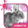 Cute Bunny Wallpaper Theme icon