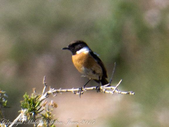 Stonechat; Tarabilla Común