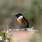 Stonechat; Tarabilla Común