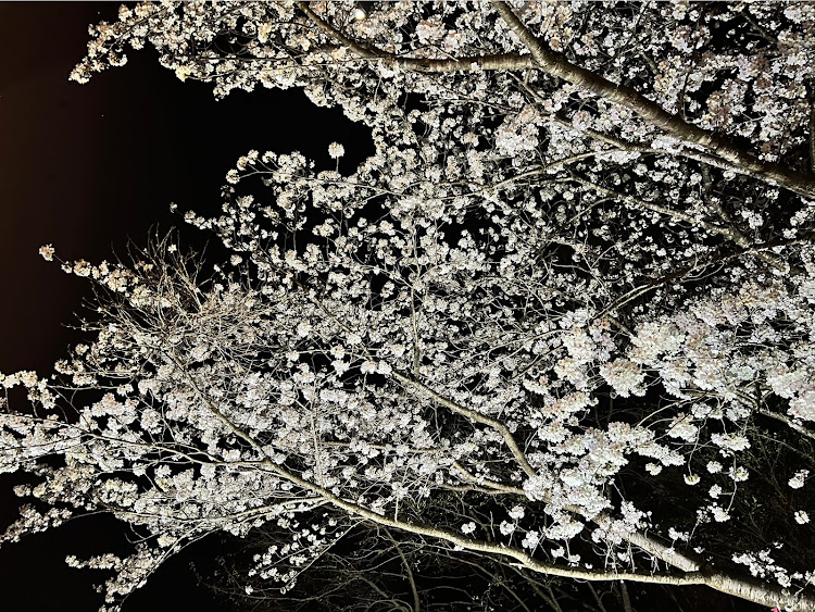アルトワークスの国見峠の一時・サクラと愛車・桜とコラボ・夜桜・桜に関するカスタム事例の投稿画像9枚目