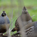 California Quail