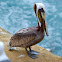 Brown Pelican