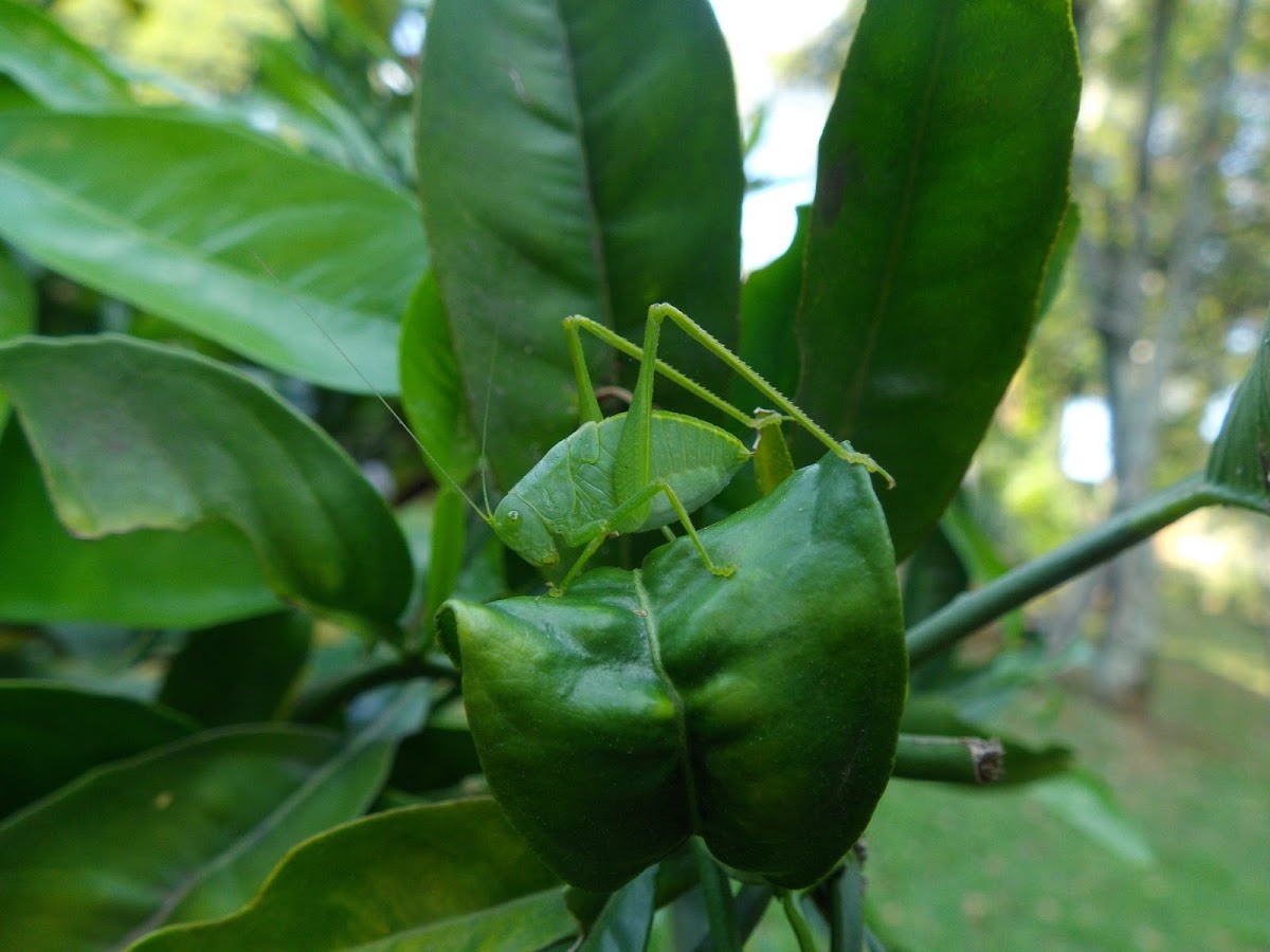 Esperança