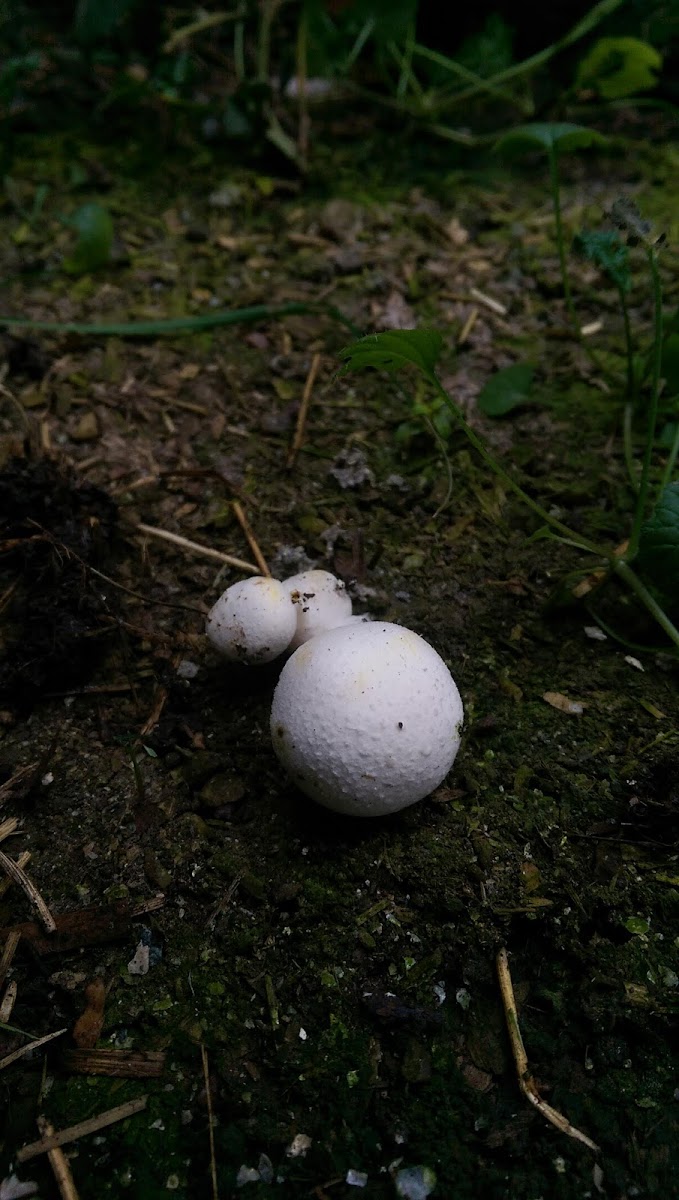 Agaricus Mushroom