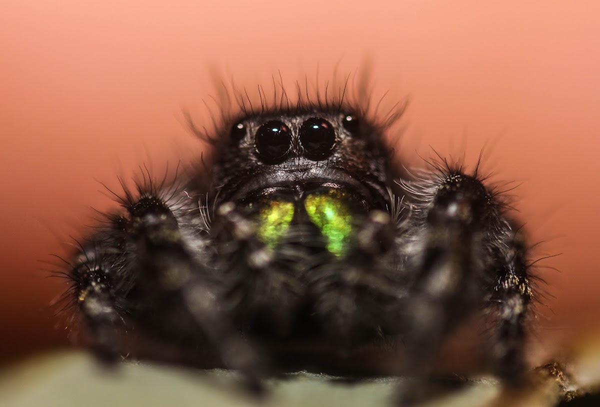 Bold Jumping Spider