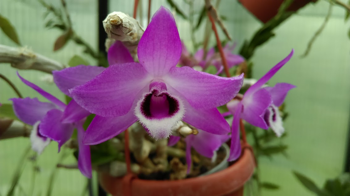 Dendrobium parishii QydeiPG8k-rVSLhENeDV9Ssho6yQrl5mUwTQaBabONxJGP7kP3U1g8it-oHtyFqxQyf-w1IvG953hUEGaaWjtSCZ9MtQIMbO3fk4W6lShLTgVQEfjGtRS3hLv59_QnTW22vR1oiCIIMlHaO8ImKsjHTeHOfqCVetvBiwt9aGNL_t72YhZDdO4RKS1xgGDTaRwTTbtq4kCfb3Y2kDOs8Oa6r2K623E6CsbNpivmzpO3kcIxtF4kaD0NAeDkko3iFkd6aCGKMcNXQs4hgM-4zYzViEtsjUb-cYRY6cXPF2IeeXUbqLsJDc8P9lG7Lx6wAQi3AyriQvqH5No4yst3J1dzGKdMHx5twLuAXnCT6ooa7Do5VdWEmRHoiiR7X2XCirX12koPlszyN8nDNAdj2JVpzh23AARHC4uli5e9AfYltbcXg2HgRiQdPcD1SNR3pSYuEjaKDVSH8B3hSMg4DNtAjMhBWpW8xMNBasrBqLdLNELYzB_a8MXwT5K0PkIoOjtU26x7hejRe_W1Y47C4SQCLA5yzOThUD1tGusm2v-ztBgVh9hx_DJAAB-Y1EwgW7d-BVYEaMlA4y-Zb4Ry61l4ilJrY8_ELU=w1133-h635-no