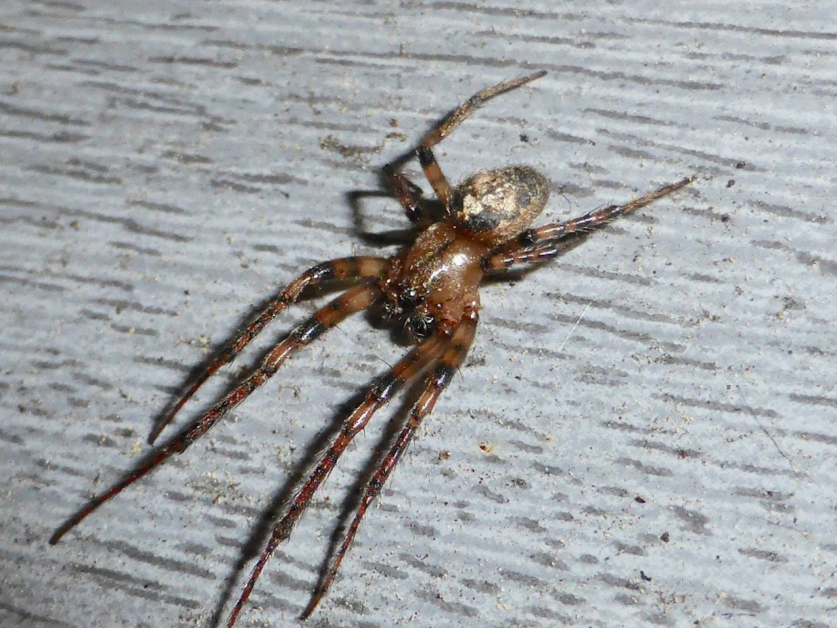 Zygiella Orbweaver