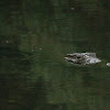 Mugger Crocodile