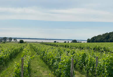 Vineyard with outbuildings 4