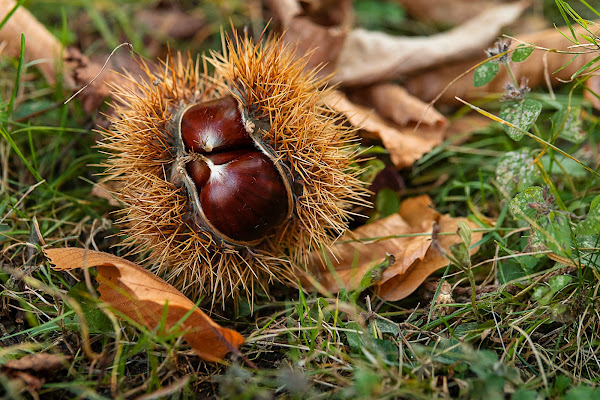 Autunno , tempo di castagne  di FassiFab