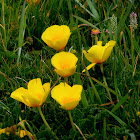 California Poppy