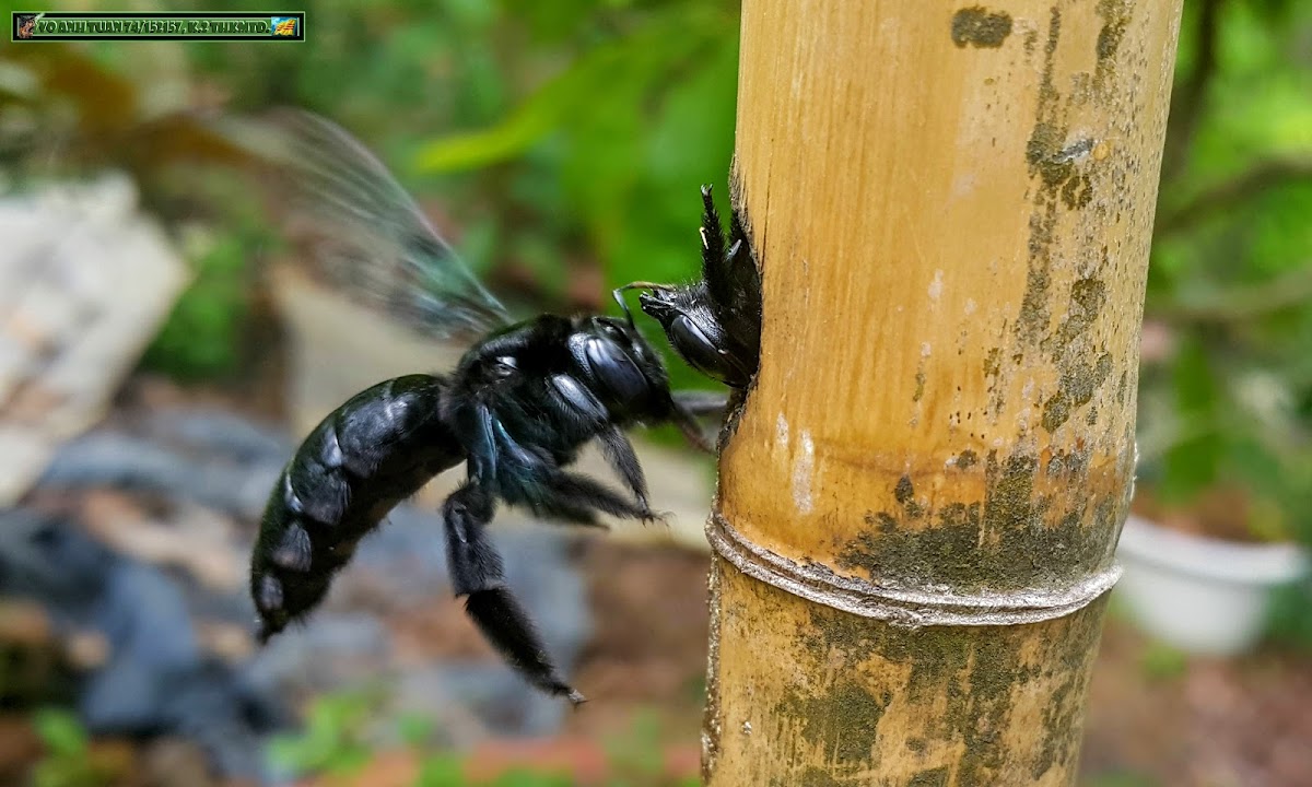 Bamboo Carpebter Bee, Oriental carpenter bee.