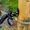 Bamboo Carpebter Bee, Oriental carpenter bee.