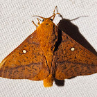 Spiny oakworm moth