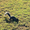 Eastern Grey squirrel